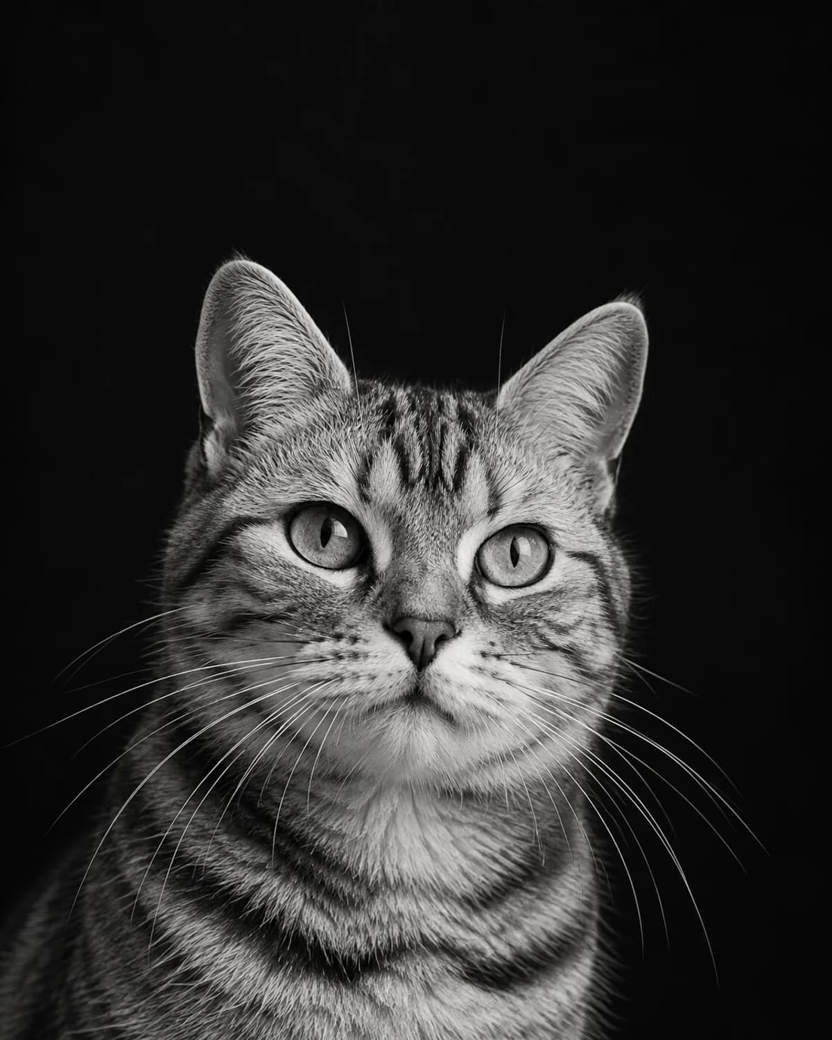 Midnight Close-up illustrative style example