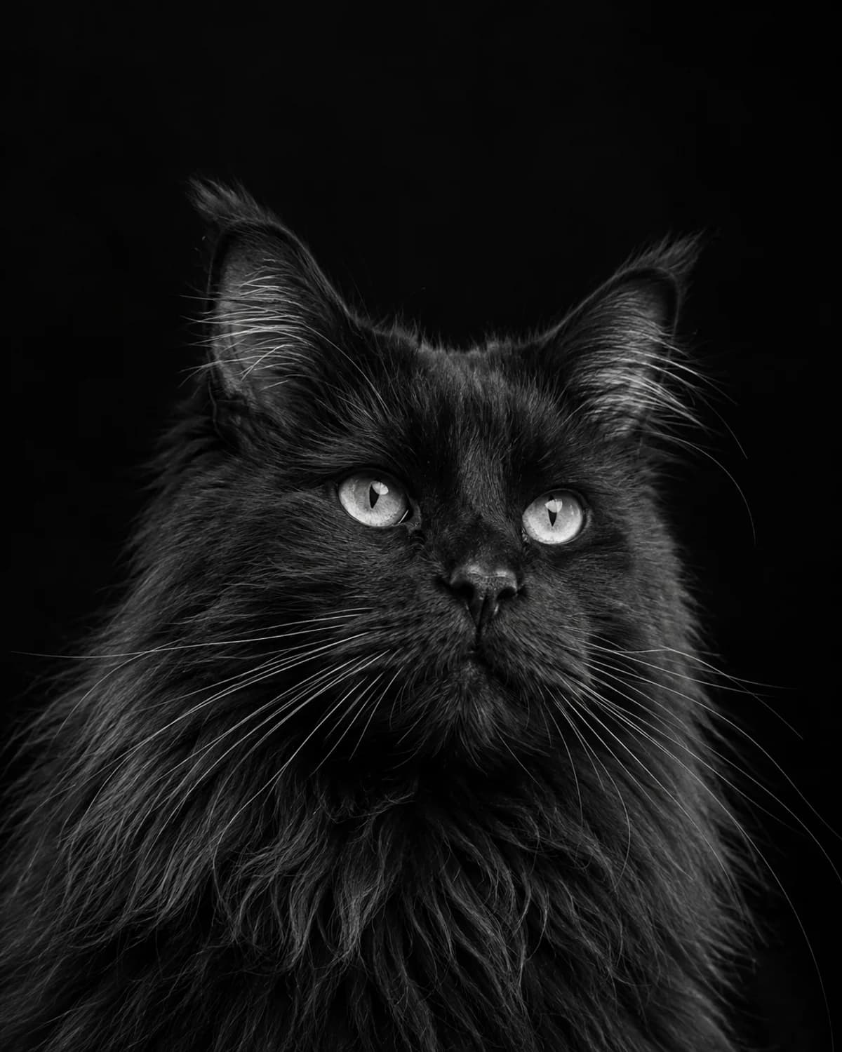 Midnight Close-up illustrative style example