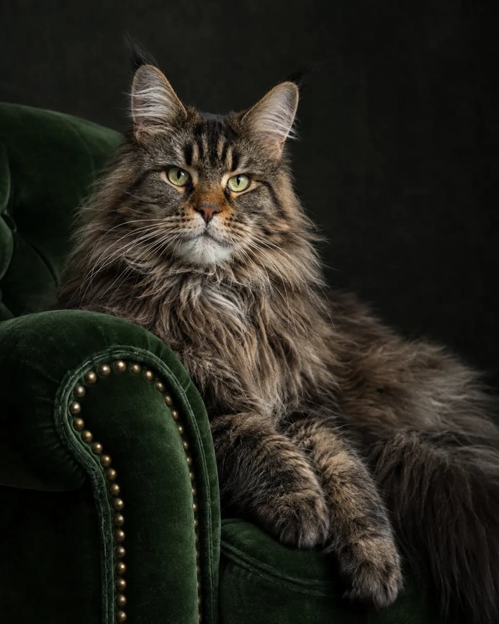 The Regal Sit illustrative style example